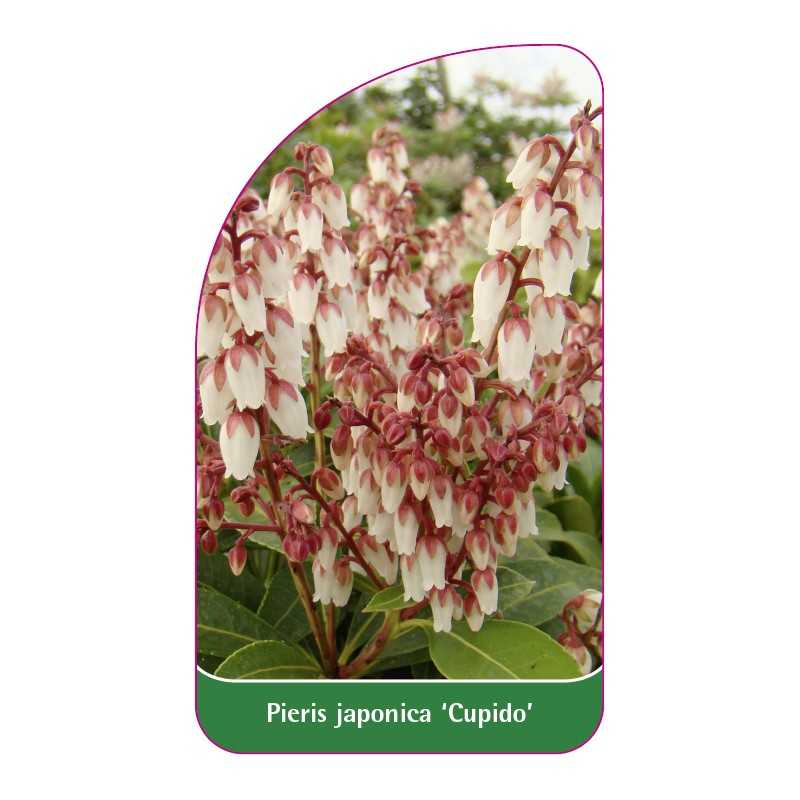 pieris-japonica-cupido-b1