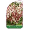 pieris-japonica-cupido-b1