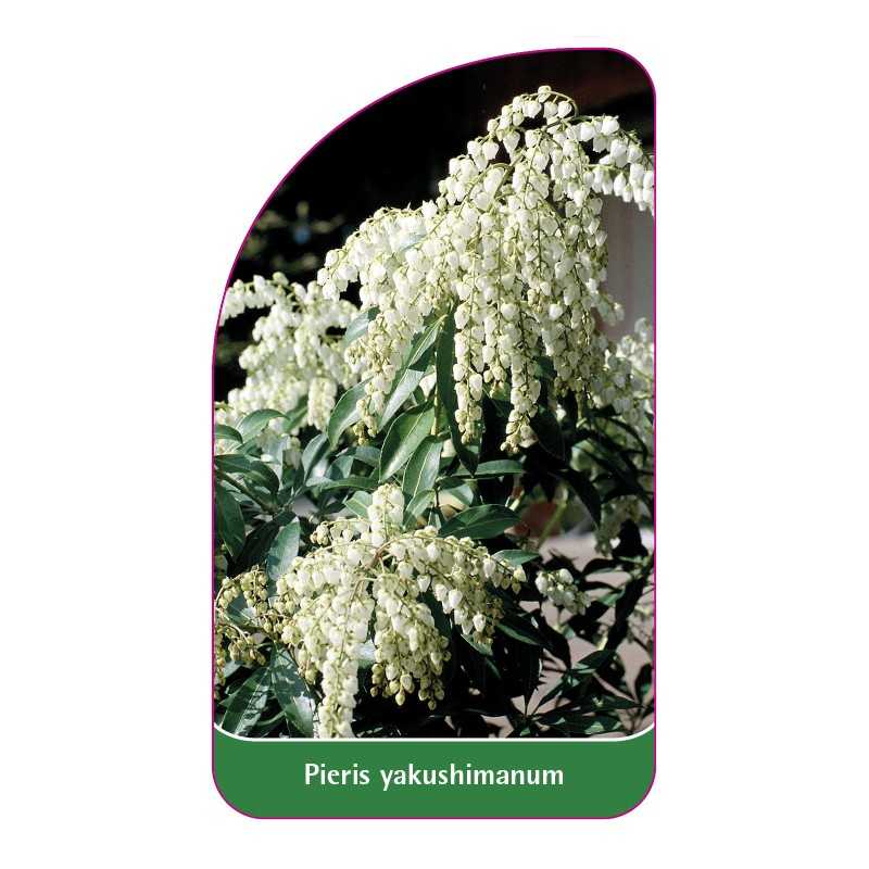 pieris-yakushimanum1