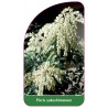 pieris-yakushimanum1