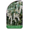 pieris-japonica-white-rim-1