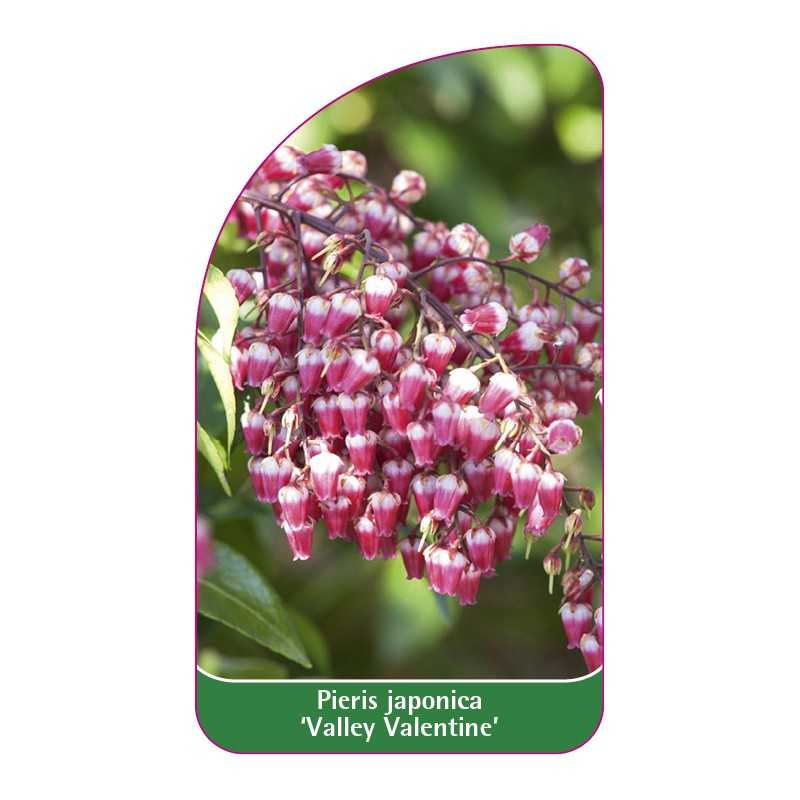 pieris-japonica-valley-valentine-1