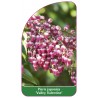 pieris-japonica-valley-valentine-1