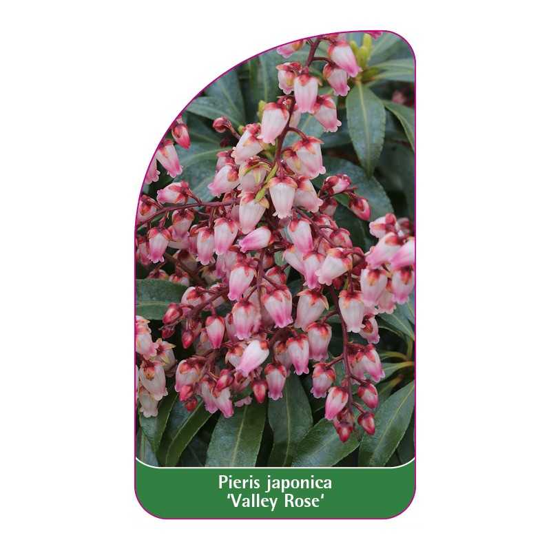 pieris-japonica-valley-rose-1