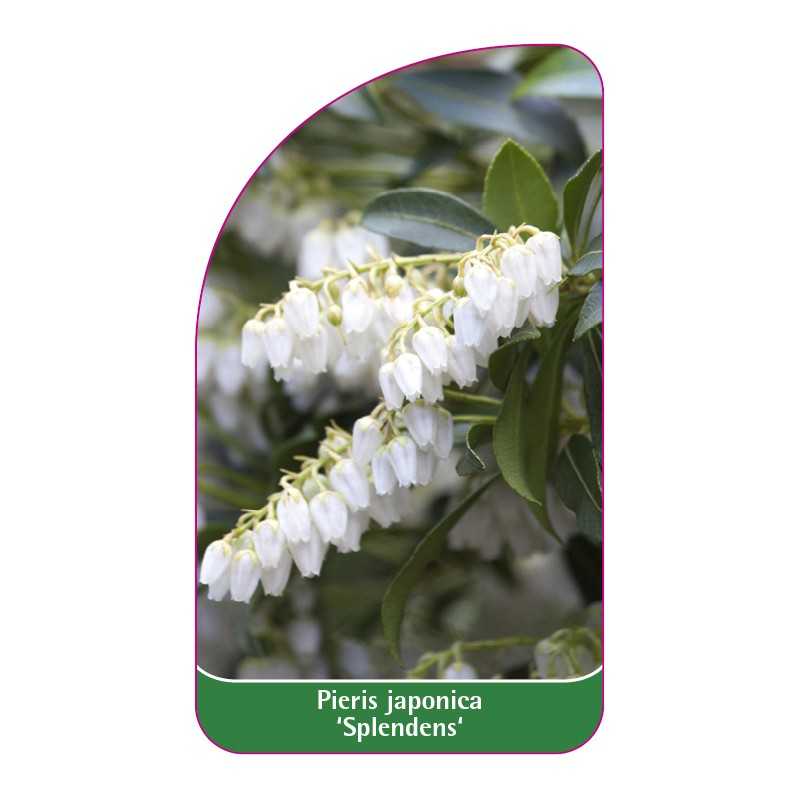 pieris-japonica-splendens-1