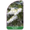 pieris-japonica-splendens-1