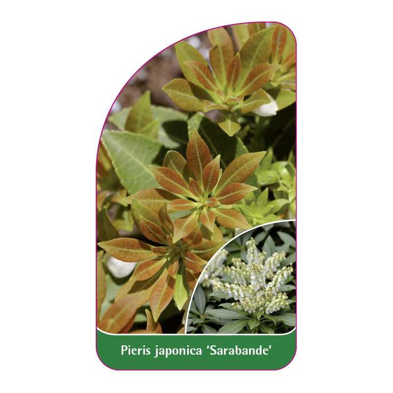 pieris-japonica-sarabande-1