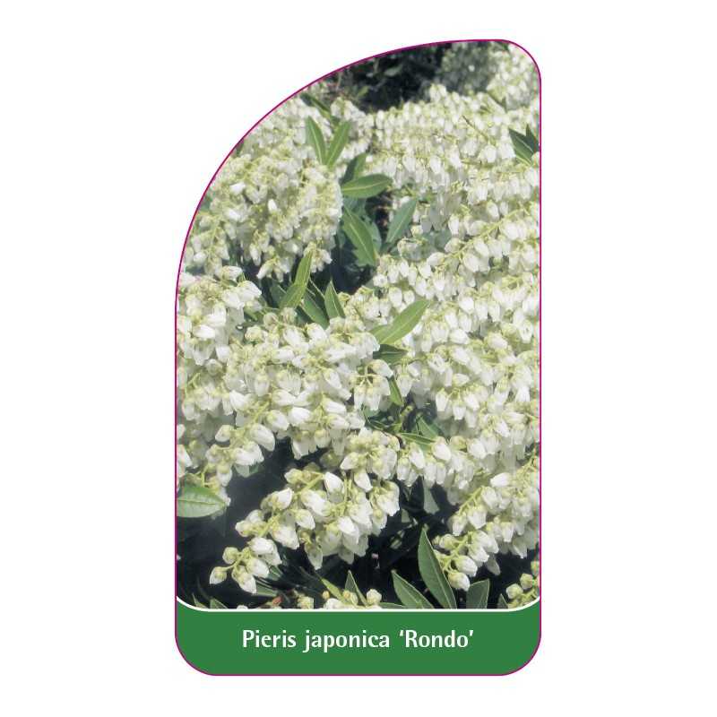 pieris-japonica-rondo-1