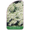 pieris-japonica-rondo-1