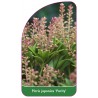 pieris-japonica-purity-1