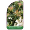 pieris-japonica-prelude-a1