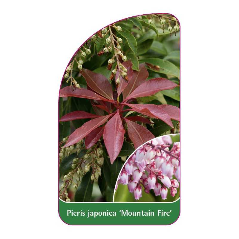 pieris-japonica-mountain-fire-1