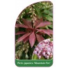 pieris-japonica-mountain-fire-1