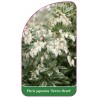 pieris-japonica-green-heart-1