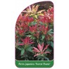 pieris-japonica-forest-flame-a1