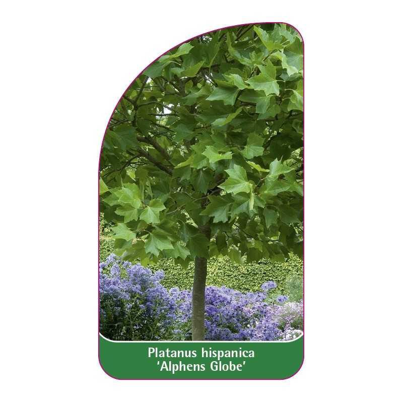 platanus-hispanica-alphens-globe-1