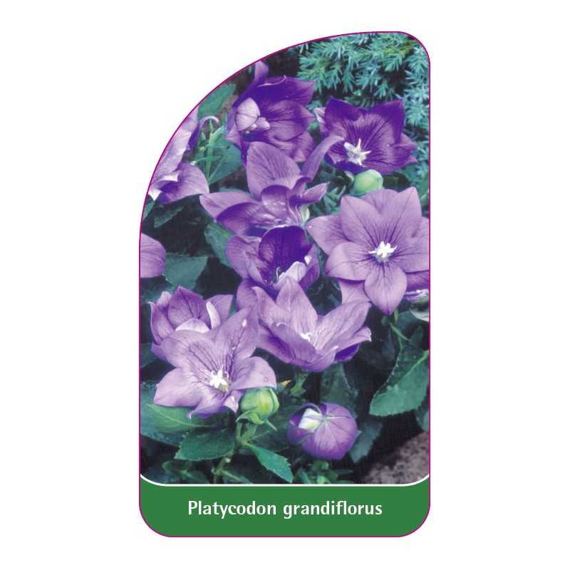 platycodon-grandiflorus1