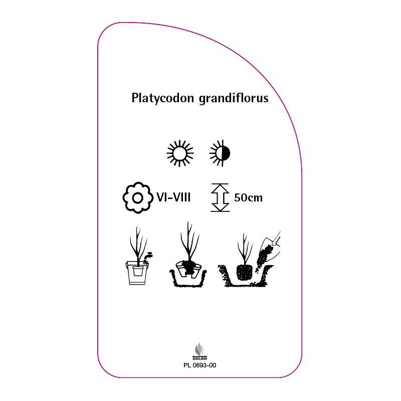 platycodon-grandiflorus0