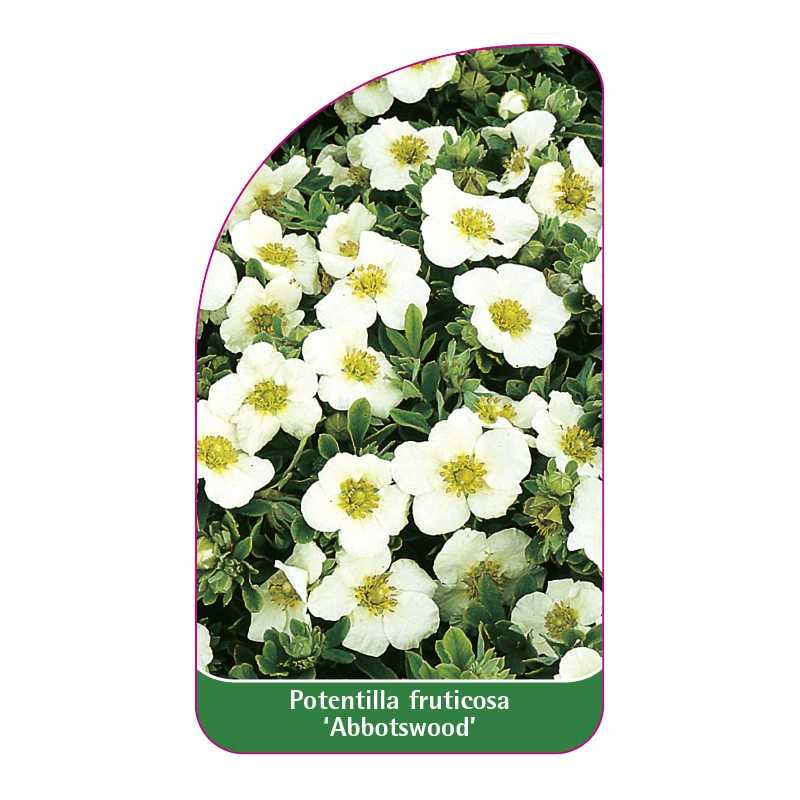 potentilla-fruticosa-abbotswood-1