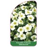 potentilla-fruticosa-abbotswood-1