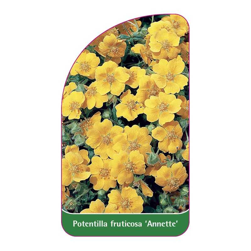 potentilla-fruticosa-annette-1