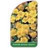 potentilla-fruticosa-annette-1