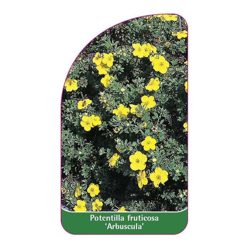 potentilla-fruticosa-arbuscula-1