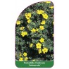 potentilla-fruticosa-arbuscula-1