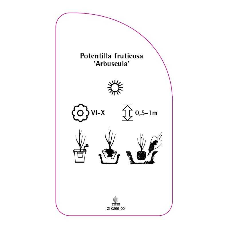 potentilla-fruticosa-arbuscula-0