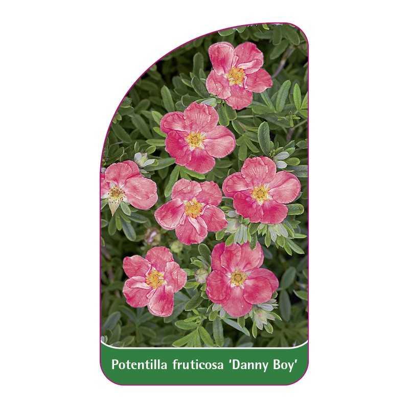 potentilla-fruticosa-danny-boy-1