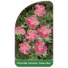 potentilla-fruticosa-danny-boy-1