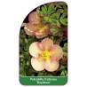 potentilla-fruticosa-daydawn-1