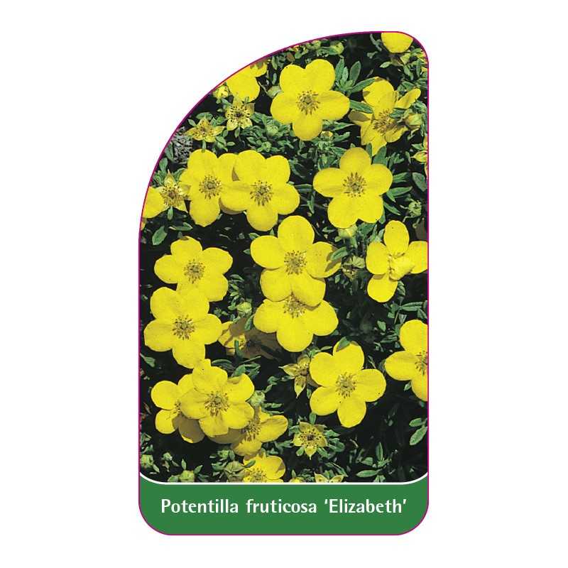 potentilla-fruticosa-elizabeth-1