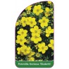 potentilla-fruticosa-elizabeth-1