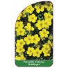 potentilla-fruticosa-goldfinger-a1