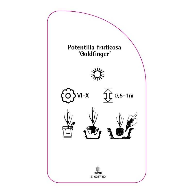 potentilla-fruticosa-goldfinger-a0