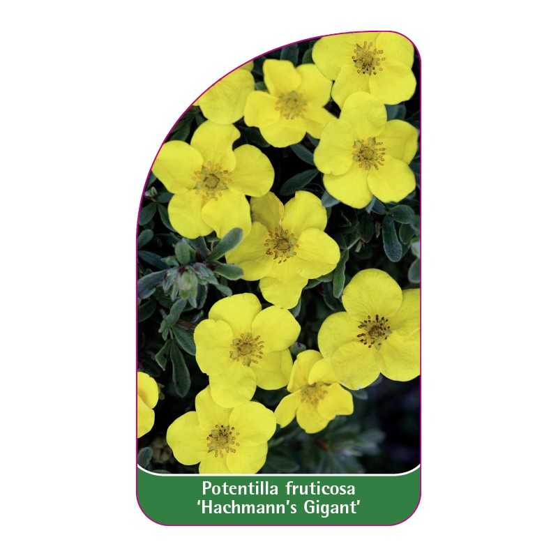 potentilla-fruticosa-hachmann-s-gigant-1