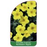 potentilla-fruticosa-hachmann-s-gigant-1