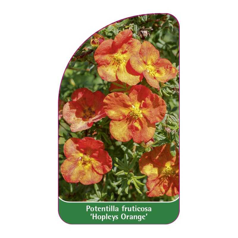 potentilla-fruticosa-hopleys-orange-1