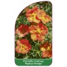 potentilla-fruticosa-hopleys-orange-1