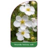 potentilla-fruticosa-weiss1