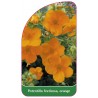 potentilla-fruticosa-orange-b1