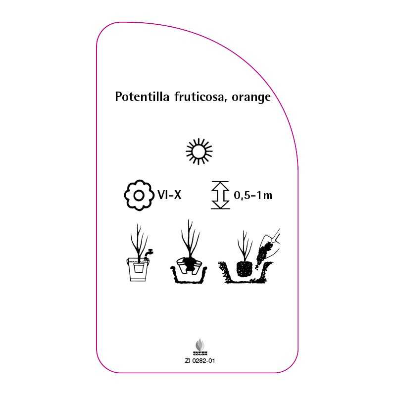 potentilla-fruticosa-orange-b0