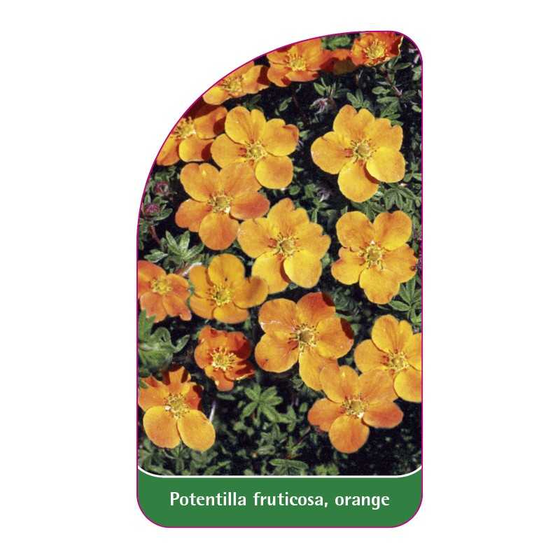 potentilla-fruticosa-orange-a1