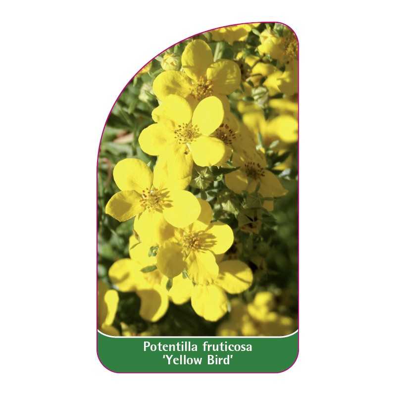 potentilla-fruticosa-yellow-bird-1