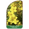 potentilla-fruticosa-yellow-bird-1