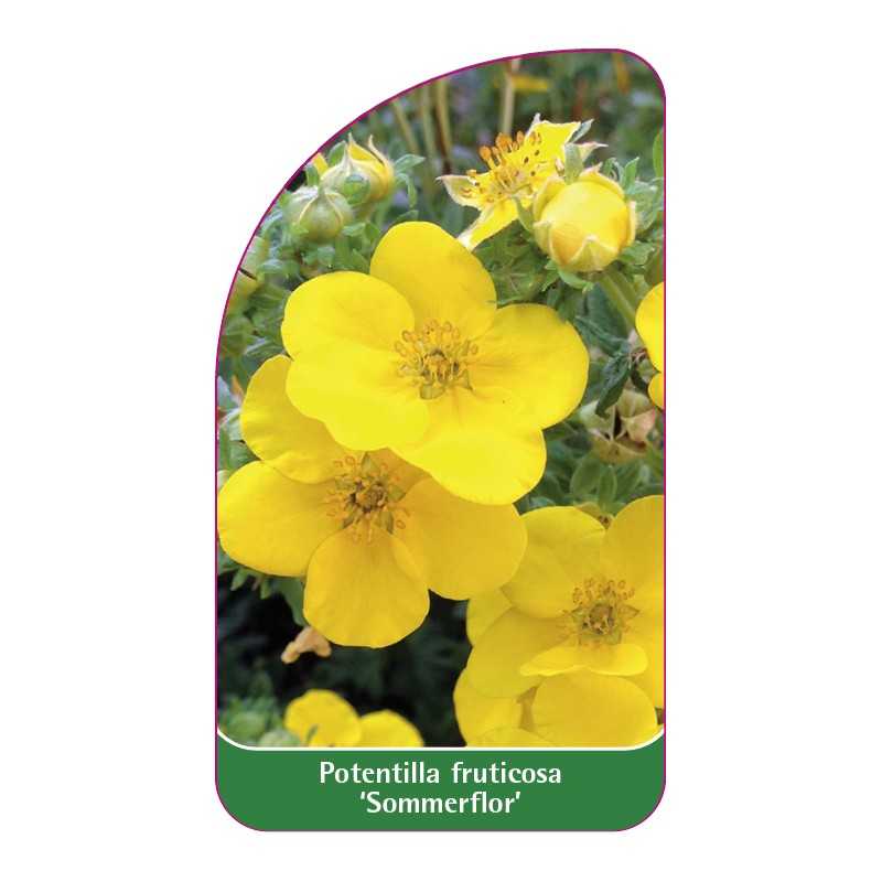 potentilla-fruticosa-sommerflor-1