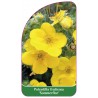 potentilla-fruticosa-sommerflor-1