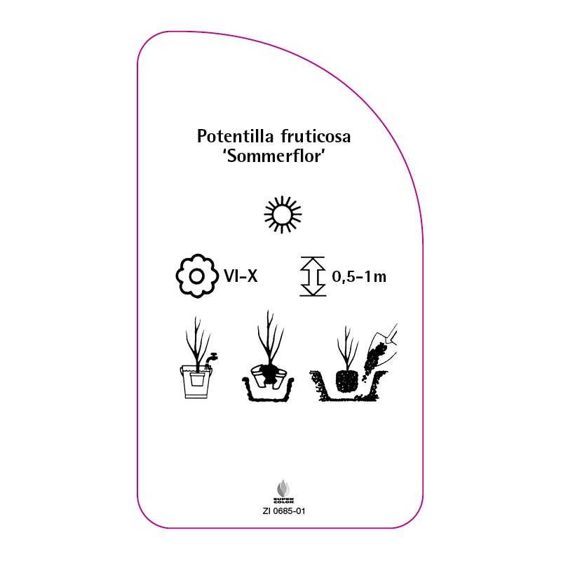 potentilla-fruticosa-sommerflor-0