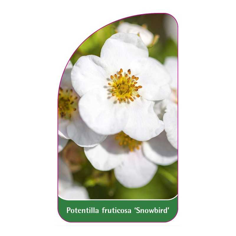 potentilla-fruticosa-snowbird-1